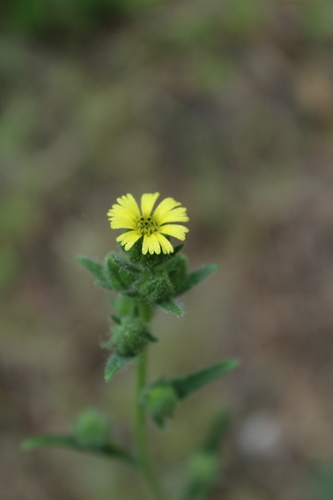 iNaturalist observation photo of grassy tarweed