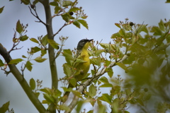Setophaga kirtlandii