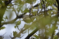 Setophaga kirtlandii