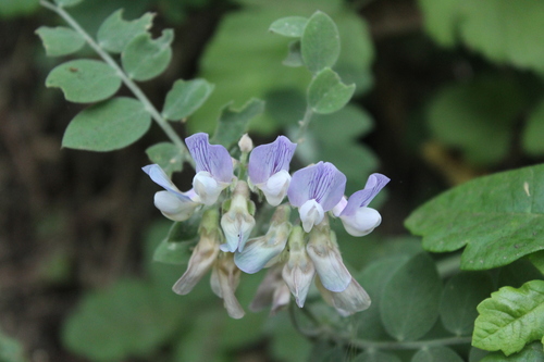 iNaturalist observation photo of Peas, Vetches, and Allies