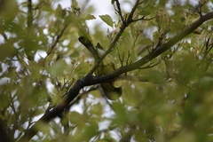 Setophaga kirtlandii