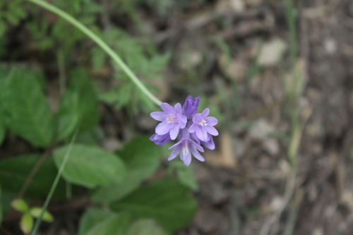 iNaturalist observation photo of blue dicks