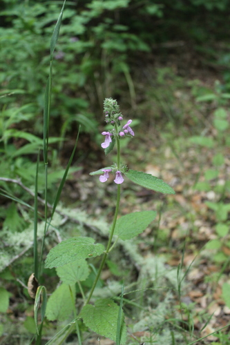 iNaturalist observation photo of Hedgenettles