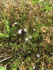 Mazus pumilus