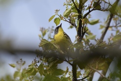 Setophaga kirtlandii