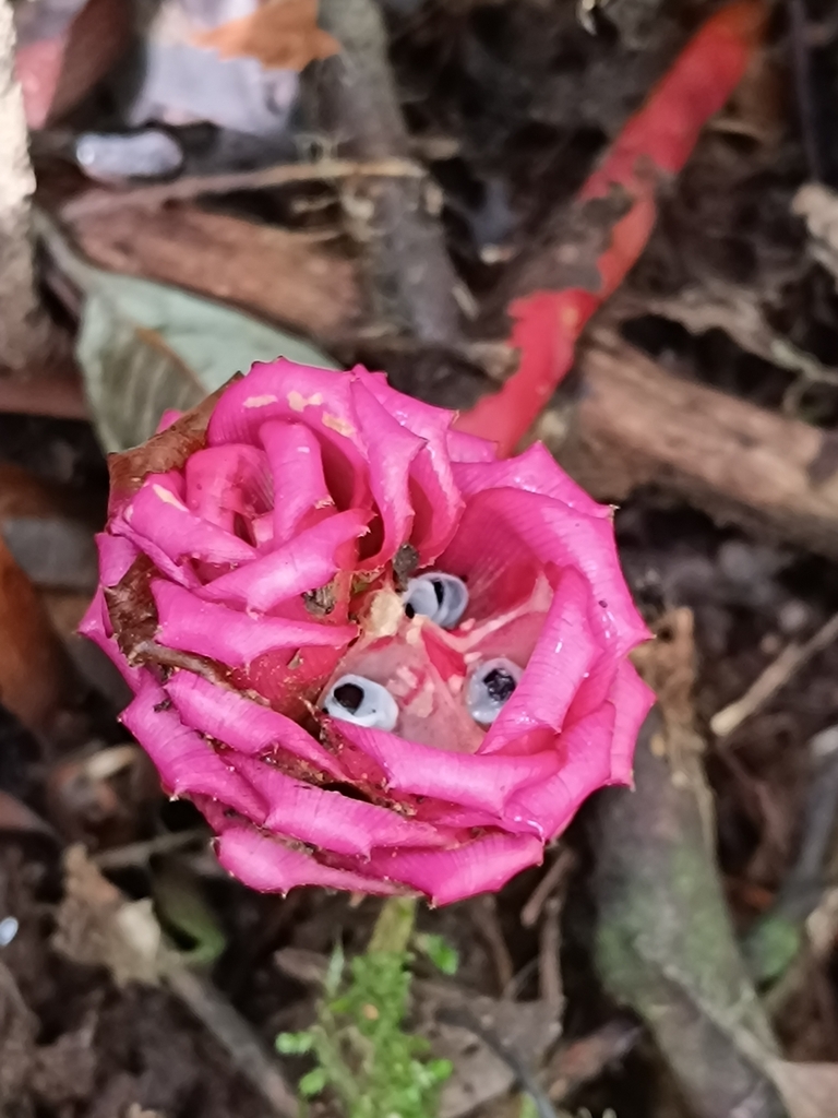 Zingiber longipedunculatum (Zingiber longipedunculatum)