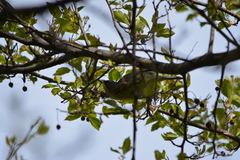 Setophaga kirtlandii