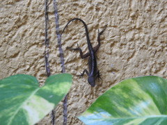 Anolis sagrei