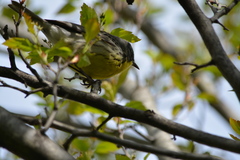 Setophaga kirtlandii