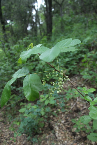 iNaturalist observation photo of Pacific poison oak