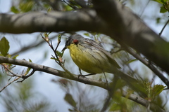 Setophaga kirtlandii