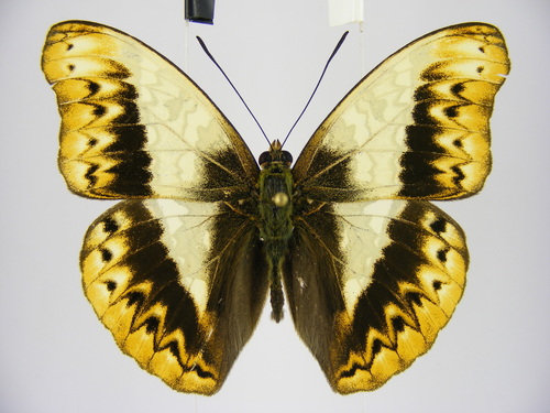 Herminia Glider