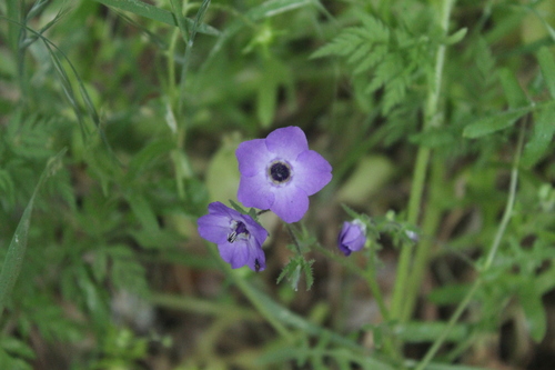 iNaturalist observation photo of Fiesta Flower