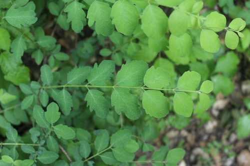 iNaturalist observation photo of Common Snowberry