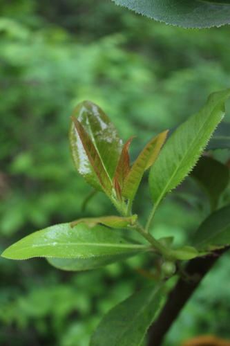 iNaturalist observation photo of Willows