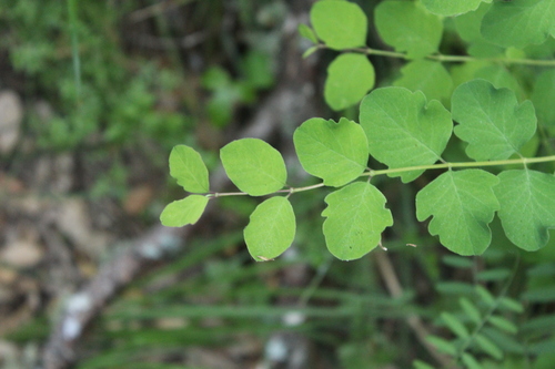 iNaturalist observation photo of Common Snowberry
