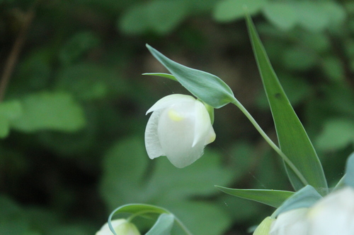 iNaturalist observation photo of White Globe Lily