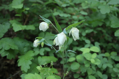 iNaturalist observation photo of White Globe Lily