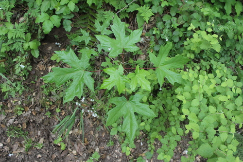 iNaturalist observation photo of bigleaf maple