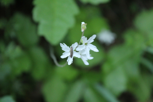 iNaturalist observation photo of woodland stars