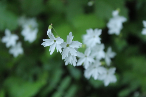 iNaturalist observation photo of woodland stars