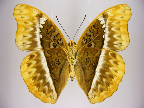 Herminia Glider