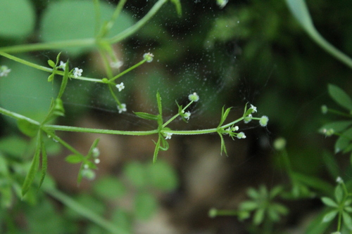 iNaturalist observation photo of bedstraws