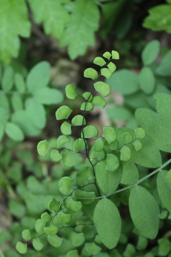 iNaturalist observation photo of California Maidenhair Fern