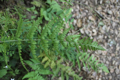 iNaturalist observation photo of coastal woodfern