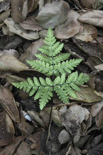 iNaturalist observation photo of goldback fern