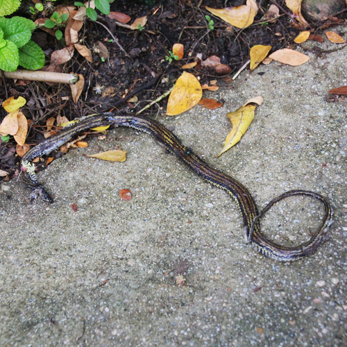 Striped Keelback
