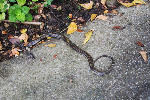 Striped Keelback