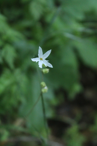 iNaturalist observation photo of hillside woodland star