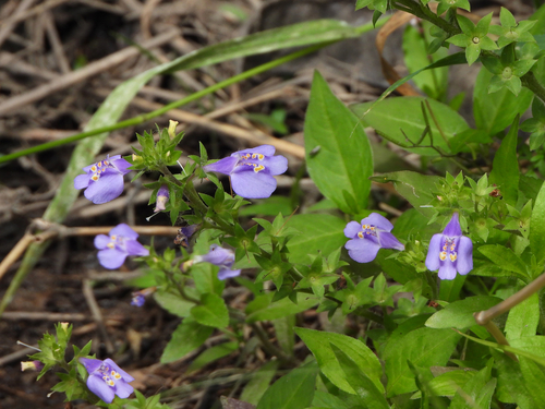 Betony-leaf mazus (Mazus stachydifolius)