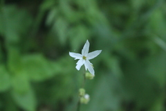 Lithophragma heterophyllum