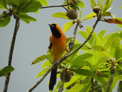 Icterus cucullatus