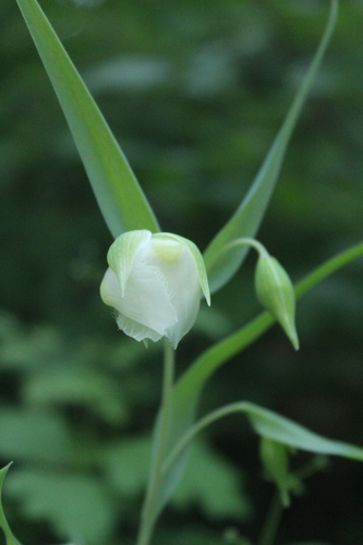 iNaturalist observation photo of White Globe Lily
