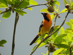 Icterus cucullatus