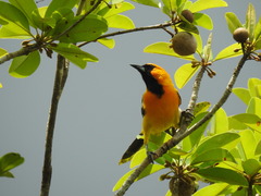 Icterus cucullatus