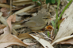 Phylloscopus schwarzi