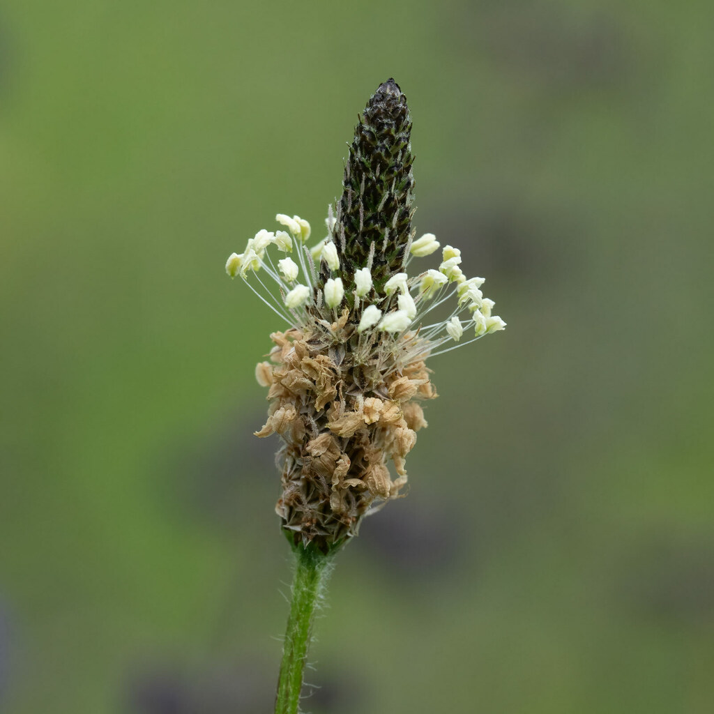Plantago lanceolata