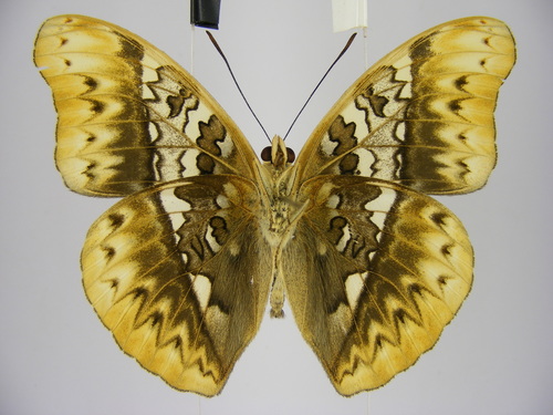 Herminia Glider