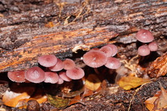 Mycena kurramulla