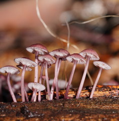 Mycena kurramulla