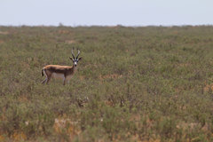 Gazella subgutturosa
