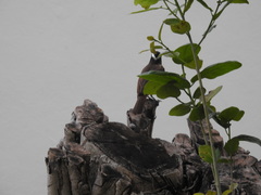 Pitangus sulphuratus