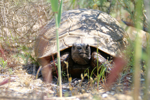 Greek Tortoise