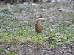 Turdus grayi