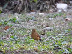 Turdus grayi