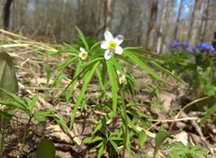 Anemonoides caerulea